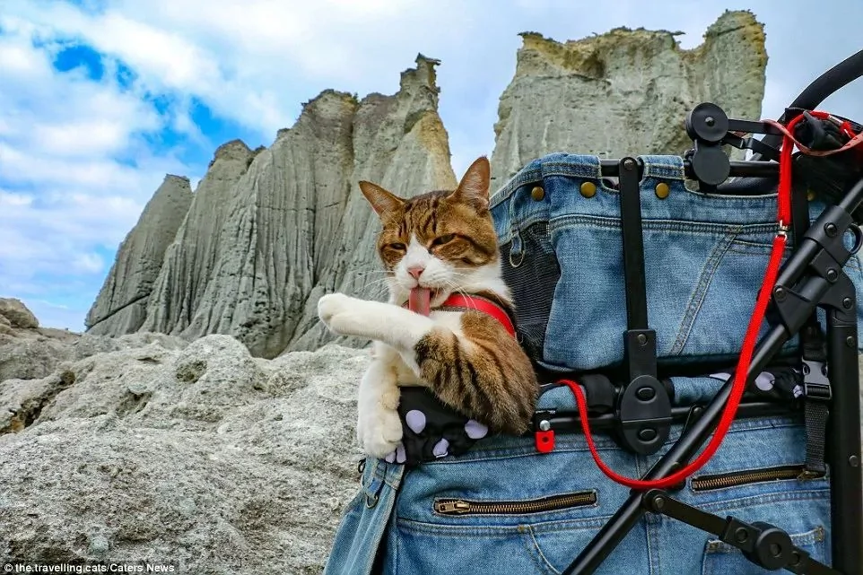 2只跟着主人到处玩耍的猫主子 边玩边成公司高管
