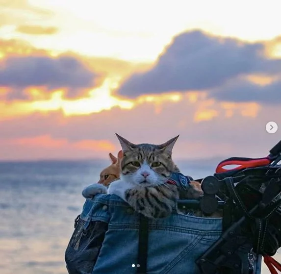 2只跟着主人到处玩耍的猫主子 边玩边成公司高管