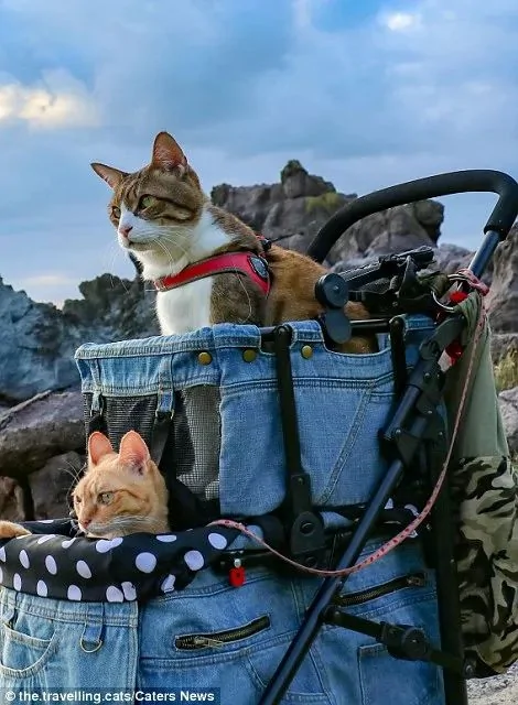 2只跟着主人到处玩耍的猫主子 边玩边成公司高管
