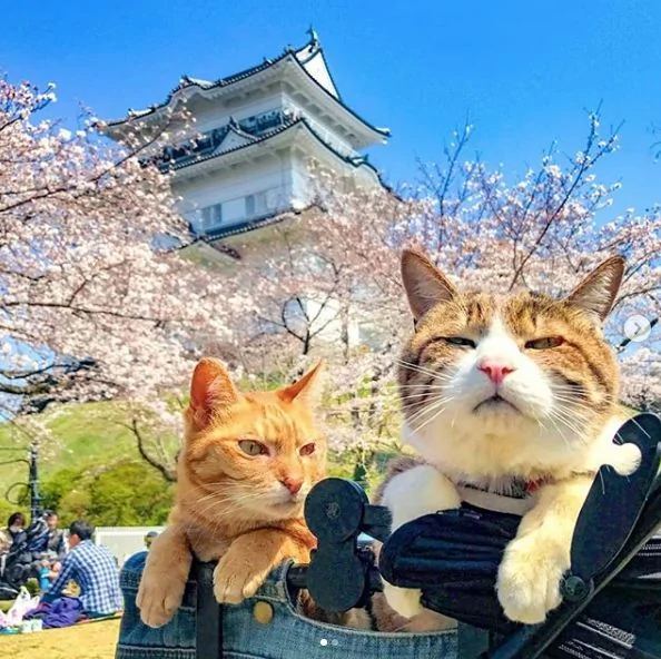 2只跟着主人到处玩耍的猫主子 边玩边成公司高管