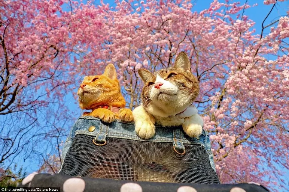 2只跟着主人到处玩耍的猫主子 边玩边成公司高管