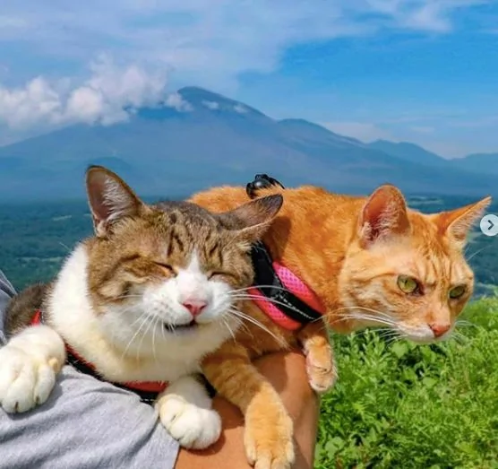 2只跟着主人到处玩耍的猫主子 边玩边成公司高管