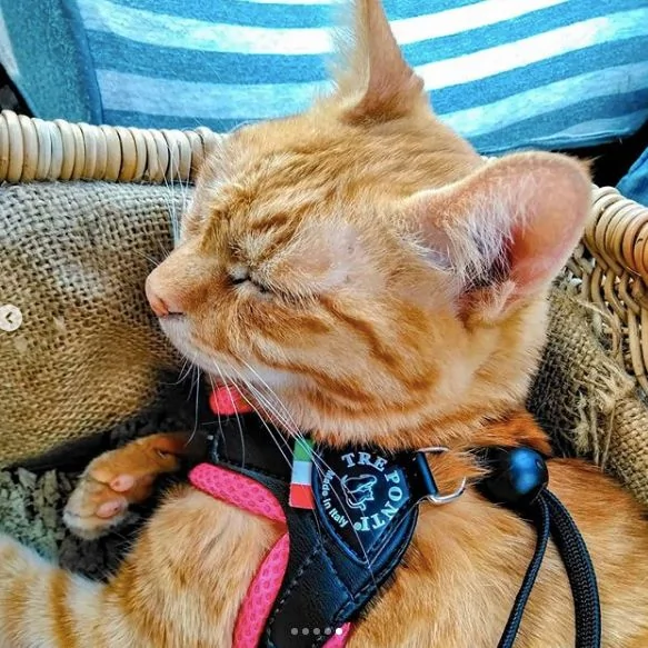 2只跟着主人到处玩耍的猫主子 边玩边成公司高管
