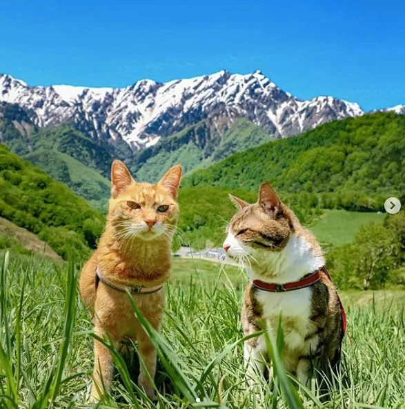 2只跟着主人到处玩耍的猫主子 边玩边成公司高管