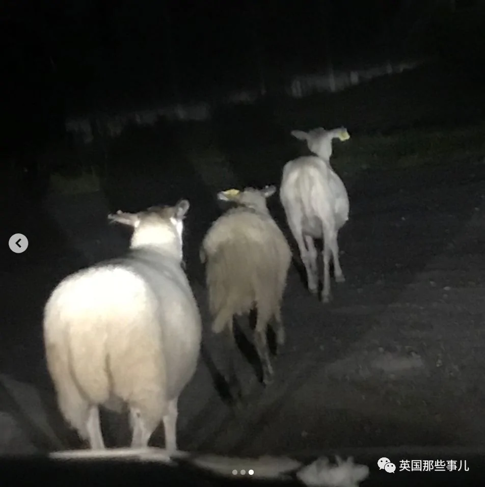 75只羊集体破门逃亡…闹剧始作俑者是只越狱羊王?