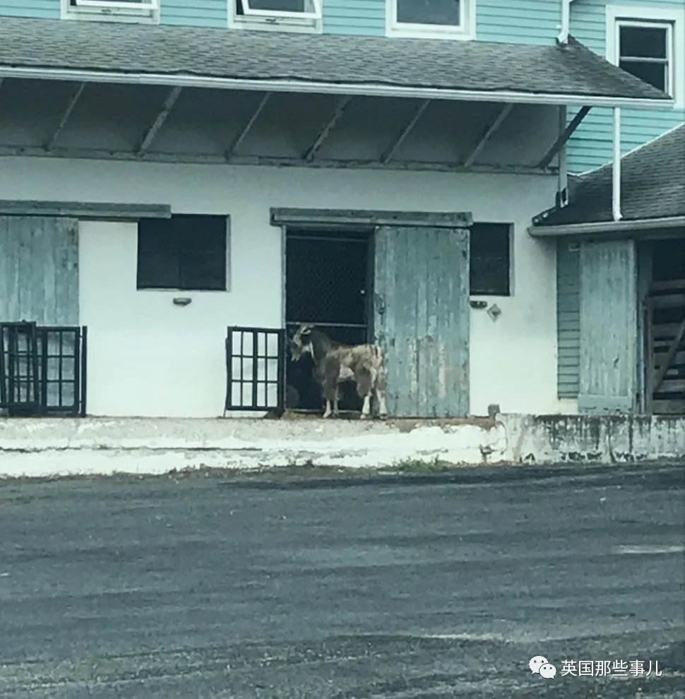 75只羊集体破门逃亡…闹剧始作俑者是只越狱羊王?