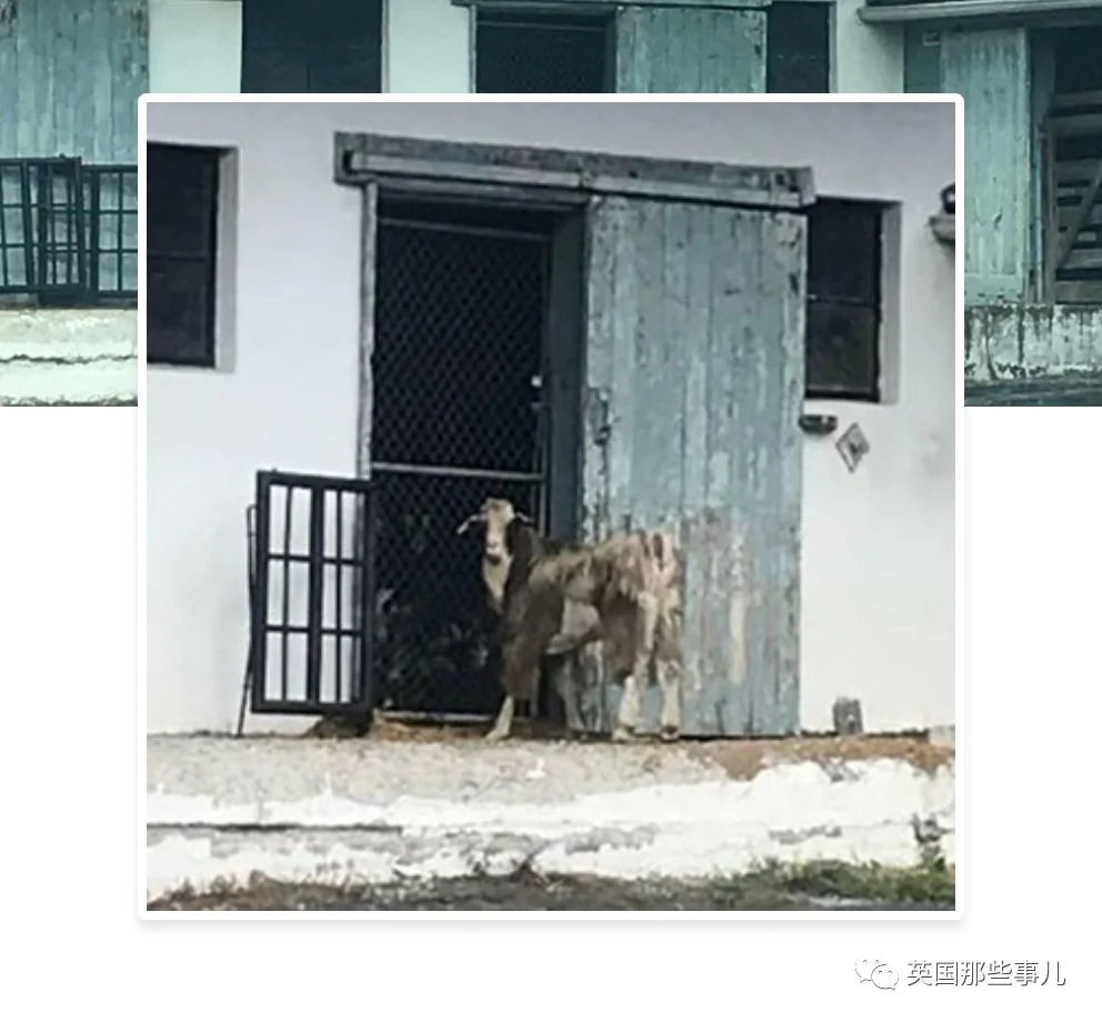 75只羊集体破门逃亡…闹剧始作俑者是只越狱羊王?