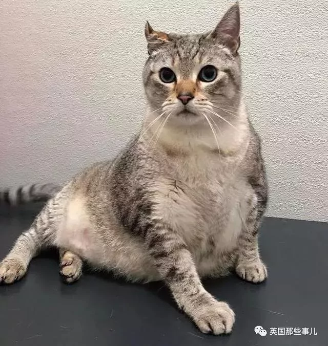 25斤喵喵“减肥开始”!终于瘦下来 网友傻眼:没看出来瘦啊~!
