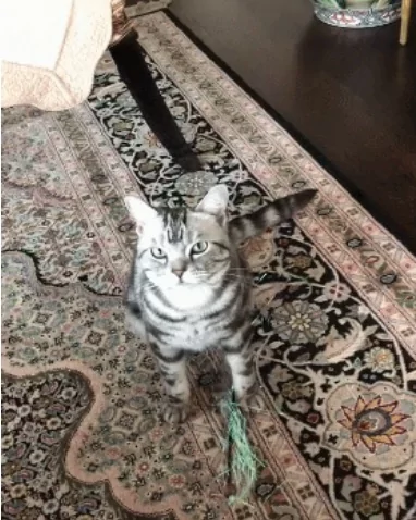 猫咪大老远“叼来逗猫棒”甩主人面前:朕命令你快逗我~!