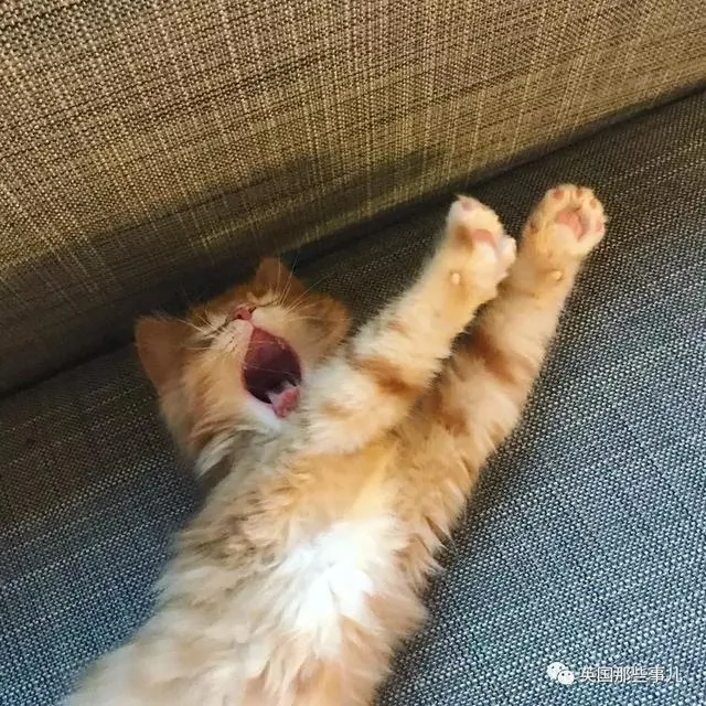 一只小奶橘长成了小松鼠!最爱运动的橘猫!