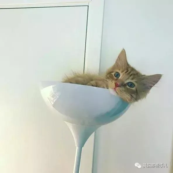 一只小奶橘长成了小松鼠!最爱运动的橘猫!