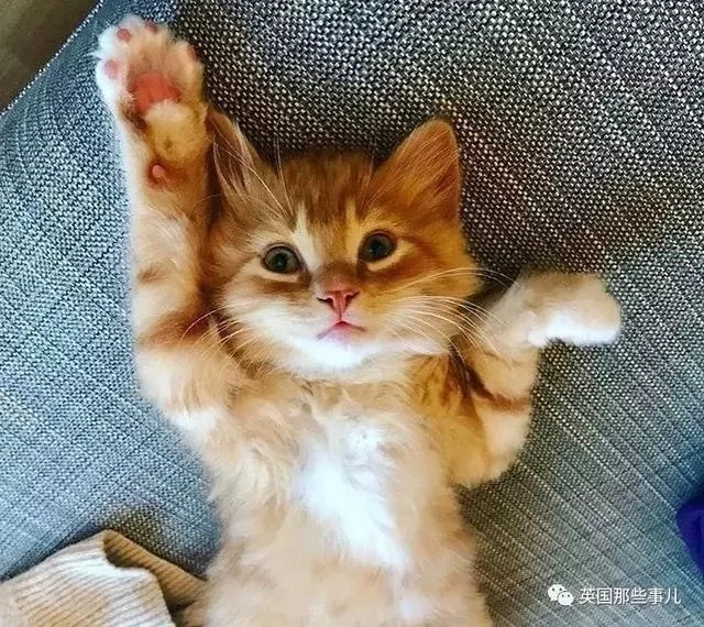 一只小奶橘长成了小松鼠!最爱运动的橘猫!