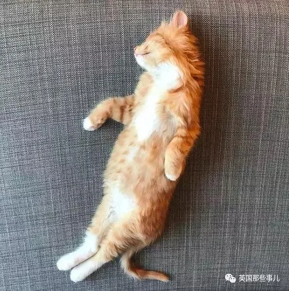 一只小奶橘长成了小松鼠!最爱运动的橘猫!