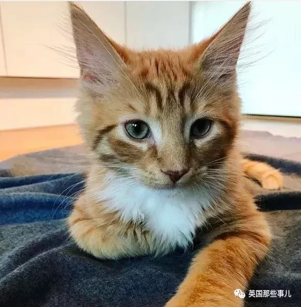 一只小奶橘长成了小松鼠!最爱运动的橘猫!