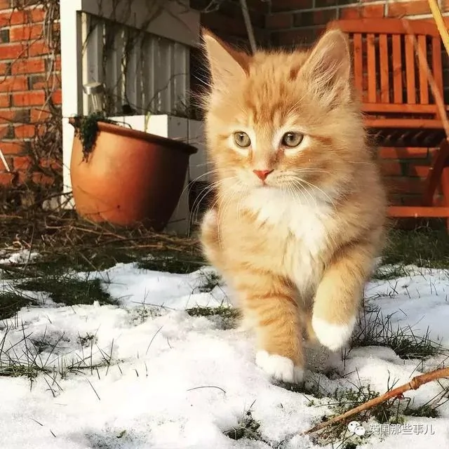 一只小奶橘长成了小松鼠!最爱运动的橘猫!