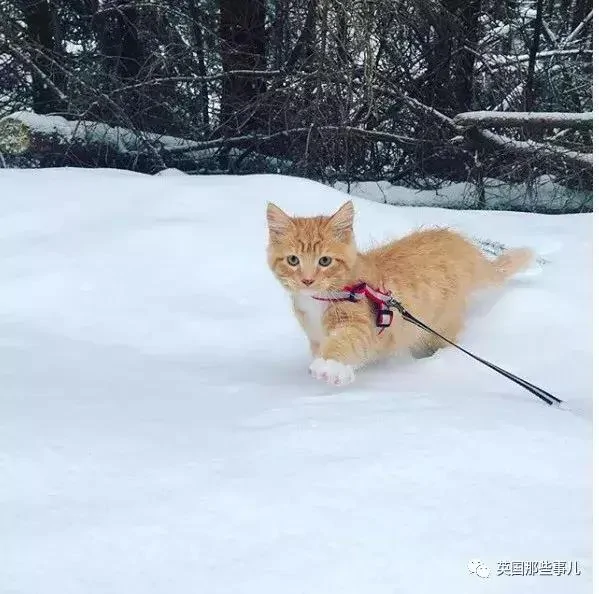 一只小奶橘长成了小松鼠!最爱运动的橘猫!
