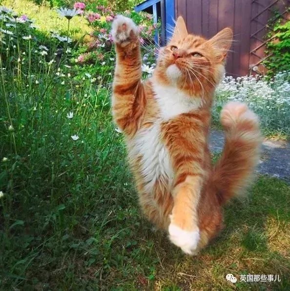 一只小奶橘长成了小松鼠!最爱运动的橘猫!