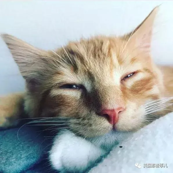 一只小奶橘长成了小松鼠!最爱运动的橘猫!