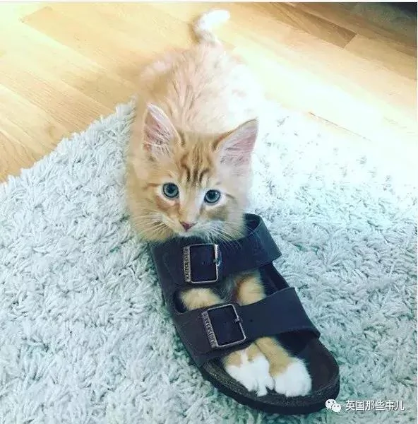 一只小奶橘长成了小松鼠!最爱运动的橘猫!