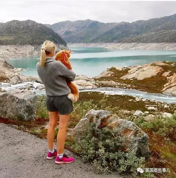 一只小奶橘长成了小松鼠!最爱运动的橘猫!