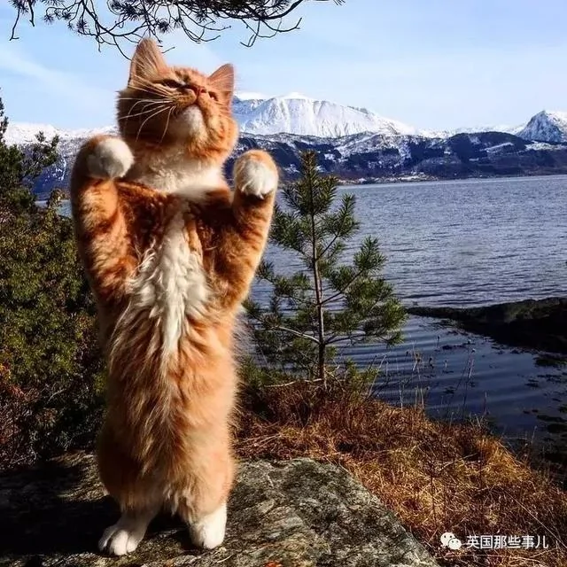 一只小奶橘长成了小松鼠!最爱运动的橘猫!