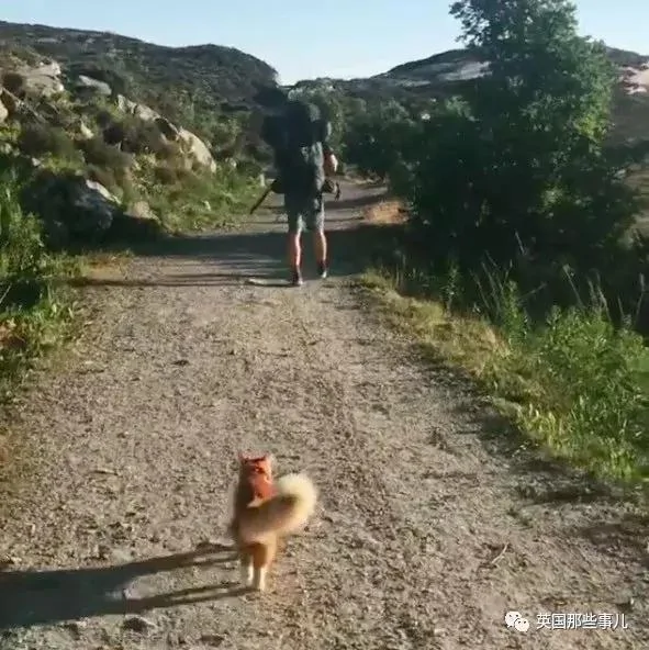 一只小奶橘长成了小松鼠!最爱运动的橘猫!