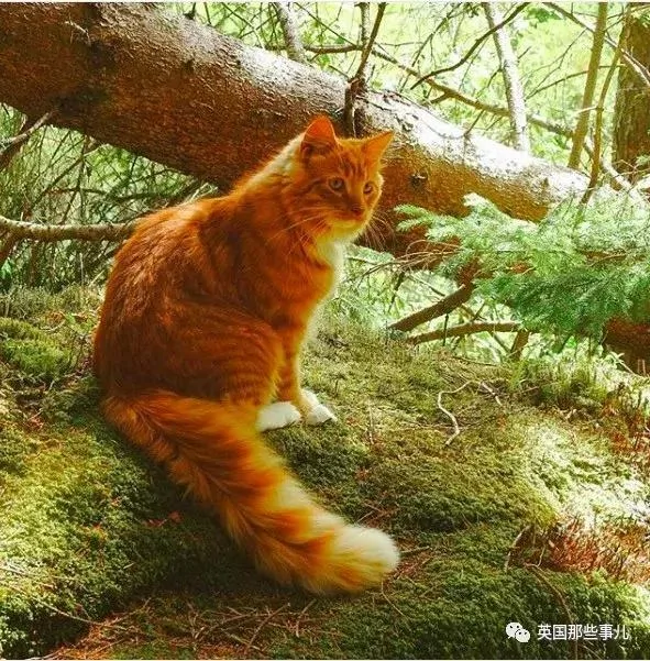 一只小奶橘长成了小松鼠!最爱运动的橘猫!