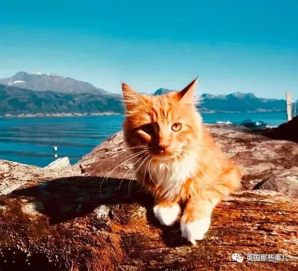 一只小奶橘长成了小松鼠!最爱运动的橘猫!