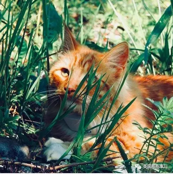 一只小奶橘长成了小松鼠!最爱运动的橘猫!