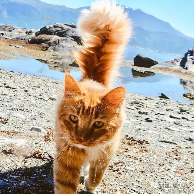 一只小奶橘长成了小松鼠!最爱运动的橘猫!