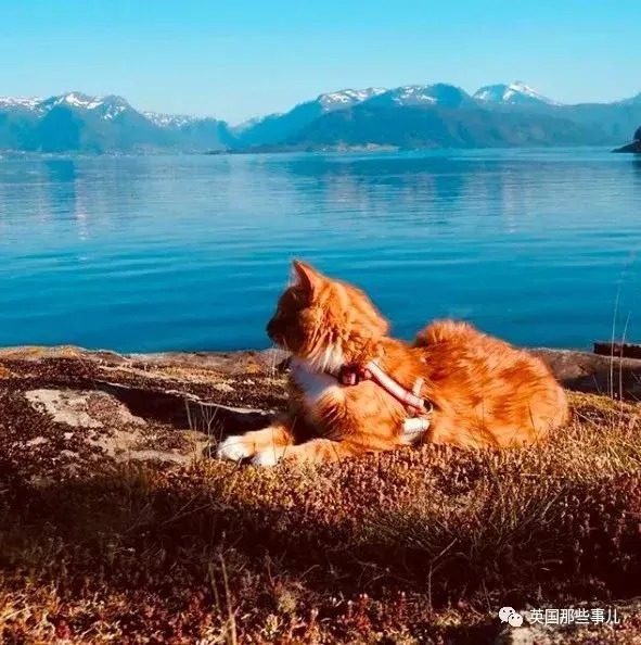 一只小奶橘长成了小松鼠!最爱运动的橘猫!
