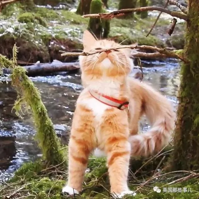 一只小奶橘长成了小松鼠!最爱运动的橘猫!