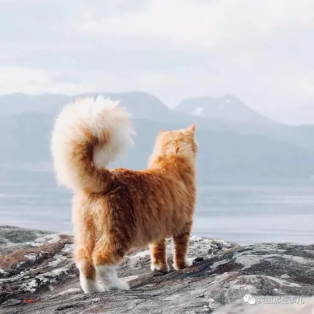 一只小奶橘长成了小松鼠!最爱运动的橘猫!