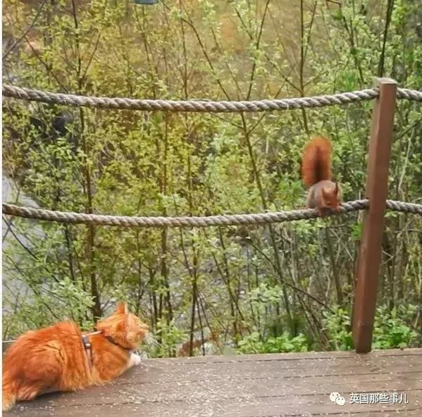 一只小奶橘长成了小松鼠!最爱运动的橘猫!