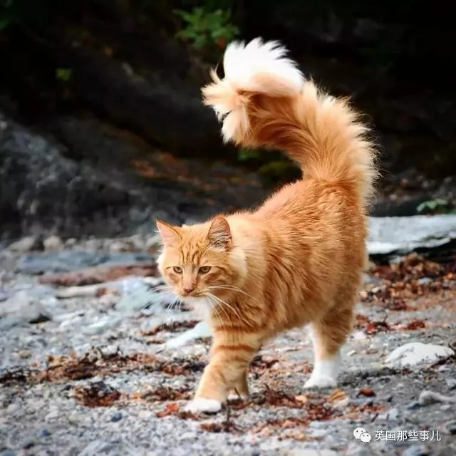 一只小奶橘长成了小松鼠!最爱运动的橘猫!