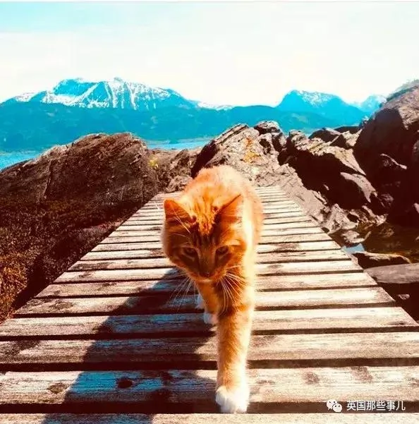 一只小奶橘长成了小松鼠!最爱运动的橘猫!