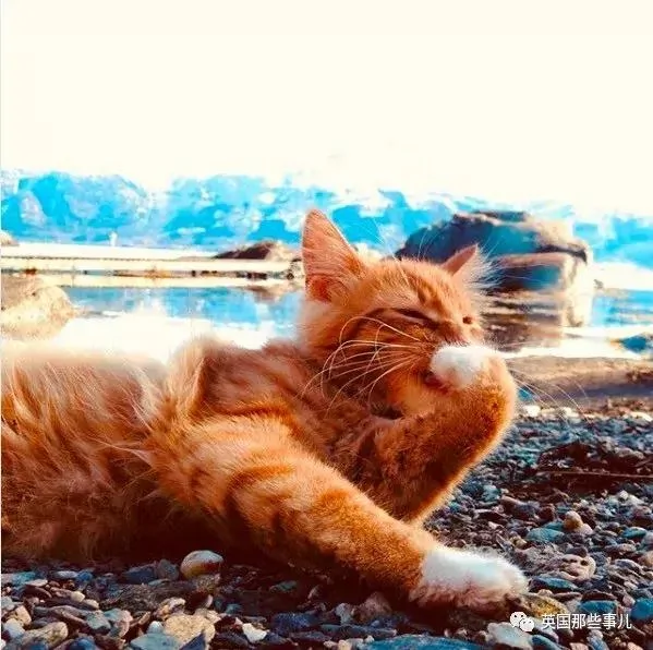 一只小奶橘长成了小松鼠!最爱运动的橘猫!