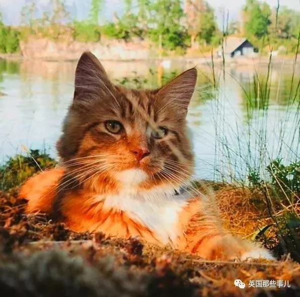一只小奶橘长成了小松鼠!最爱运动的橘猫!