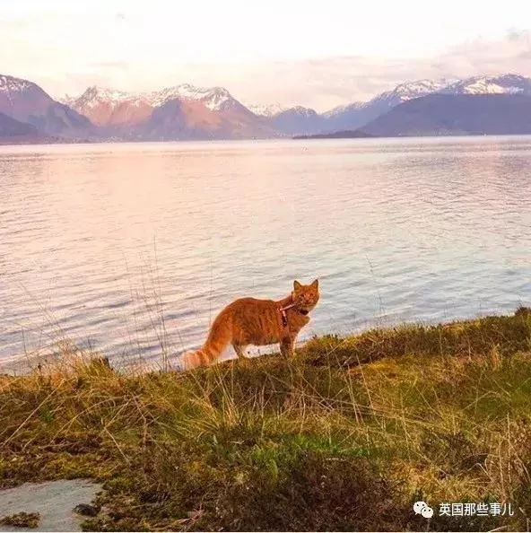 一只小奶橘长成了小松鼠!最爱运动的橘猫!