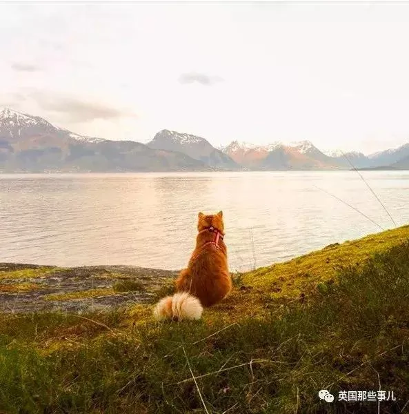 一只小奶橘长成了小松鼠!最爱运动的橘猫!