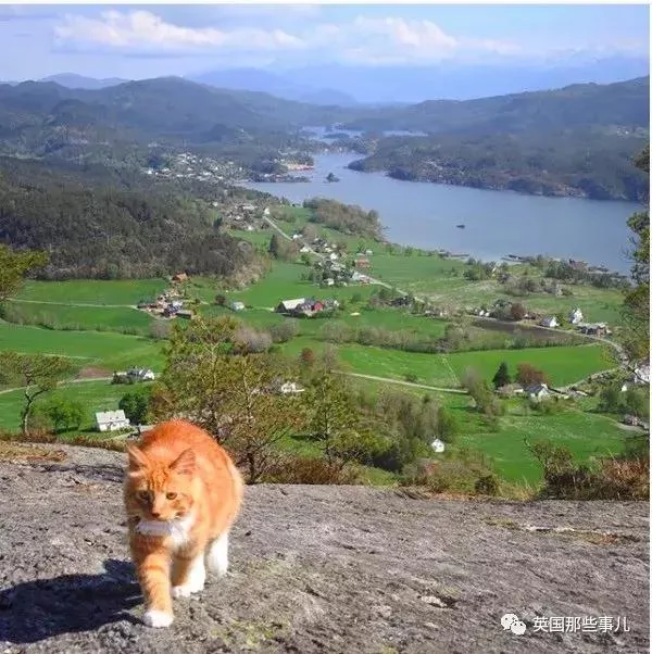 一只小奶橘长成了小松鼠!最爱运动的橘猫!
