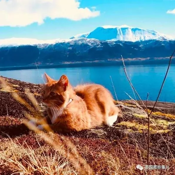 一只小奶橘长成了小松鼠!最爱运动的橘猫!