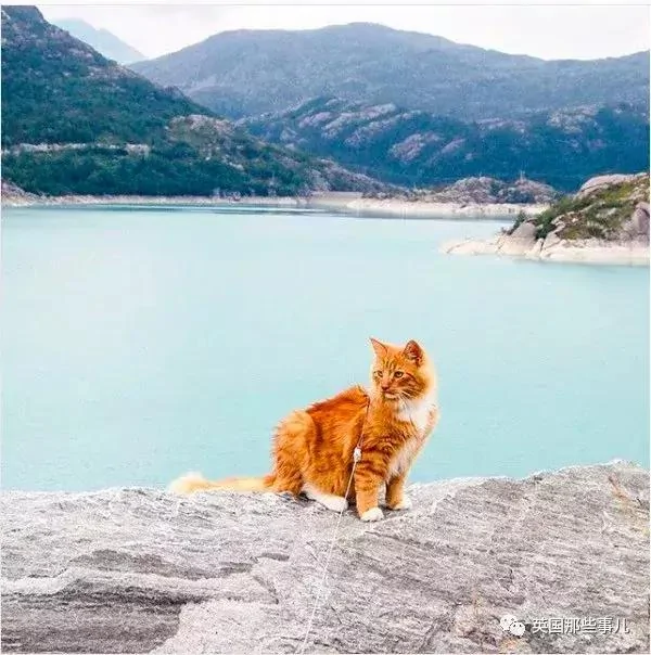 一只小奶橘长成了小松鼠!最爱运动的橘猫!