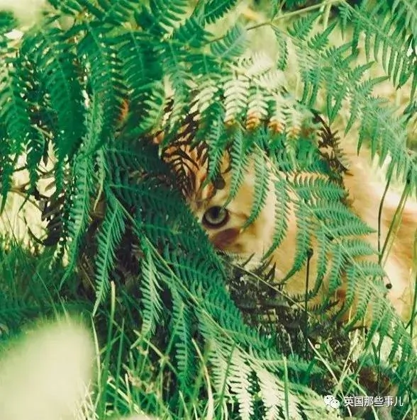 一只小奶橘长成了小松鼠!最爱运动的橘猫!