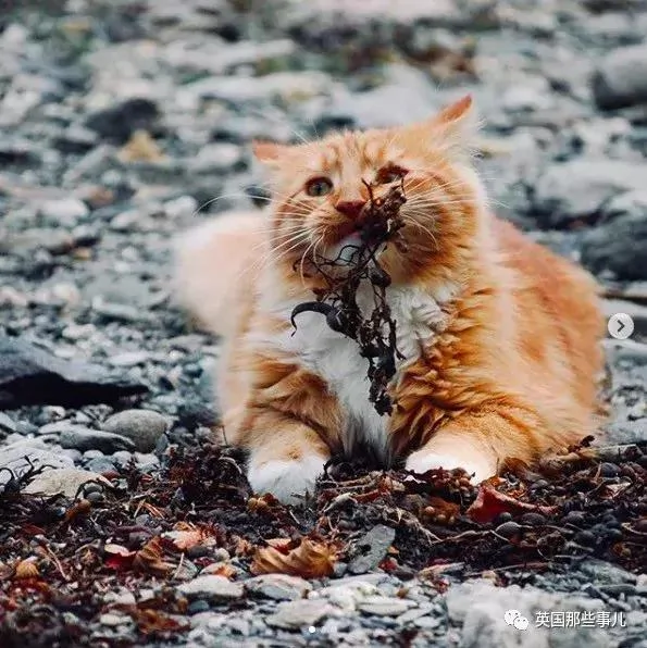 一只小奶橘长成了小松鼠!最爱运动的橘猫!