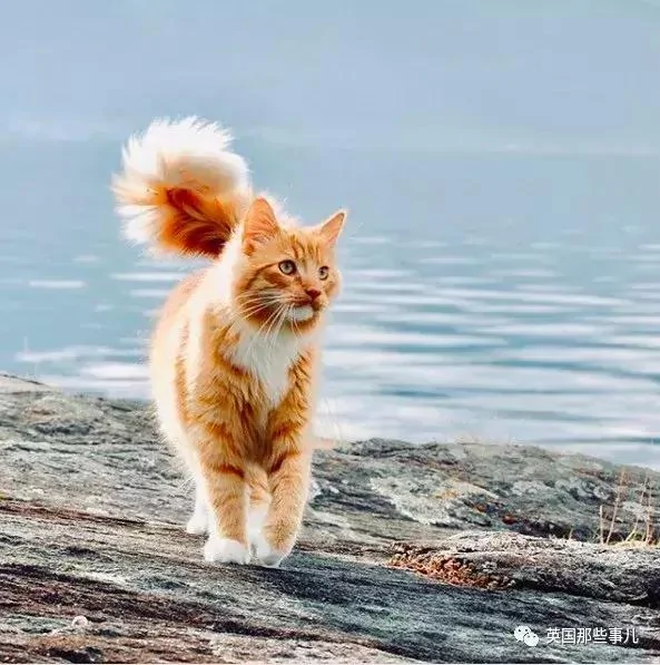一只小奶橘长成了小松鼠!最爱运动的橘猫!