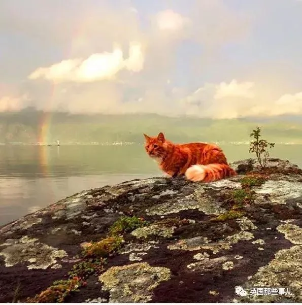 一只小奶橘长成了小松鼠!最爱运动的橘猫!