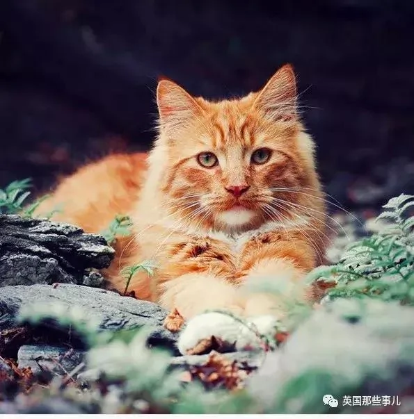 一只小奶橘长成了小松鼠!最爱运动的橘猫!