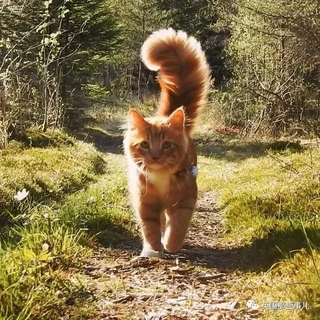 一只小奶橘长成了小松鼠!最爱运动的橘猫!