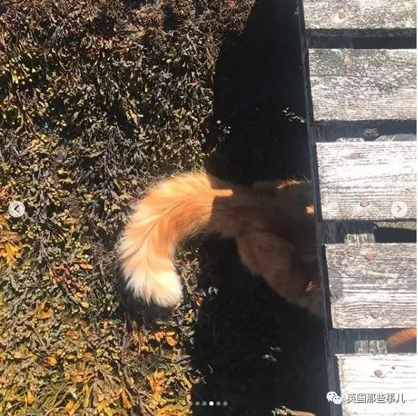 一只小奶橘长成了小松鼠!最爱运动的橘猫!